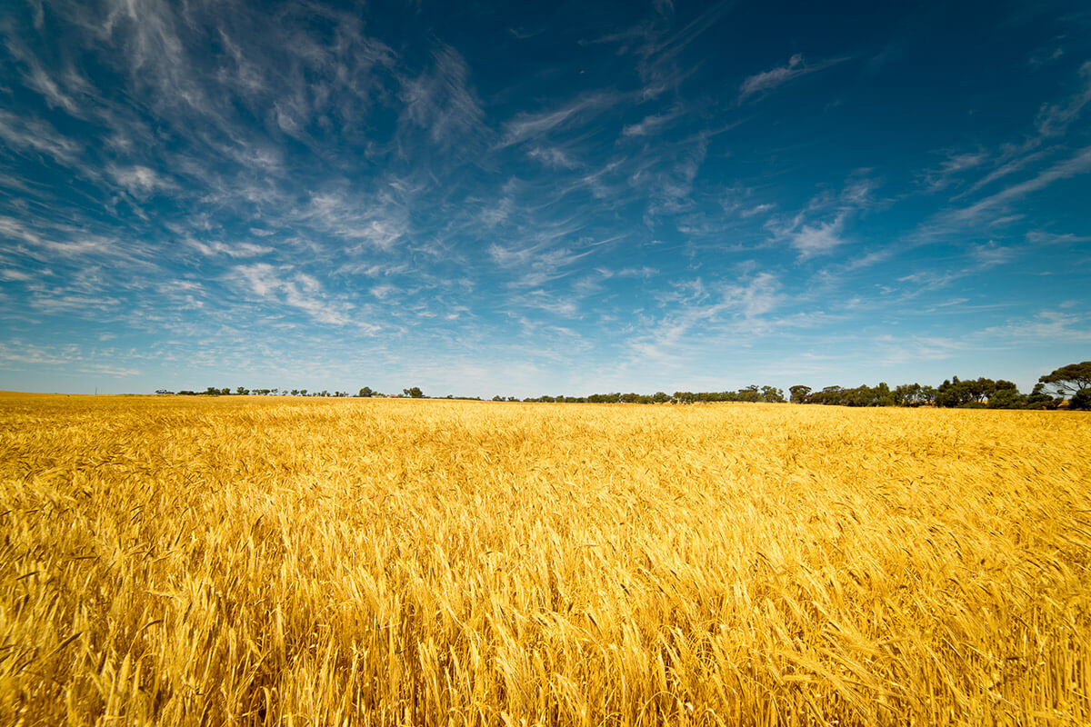 Company Overview - Weetabix Cereals